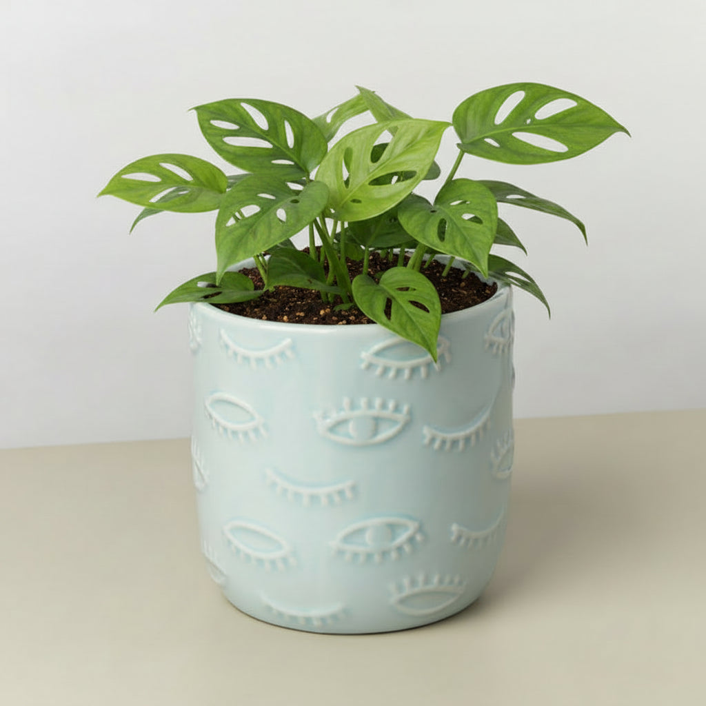 white ceramic pot with embossed eye patterns on a beige surface and light gray background with a plant with green leaves
