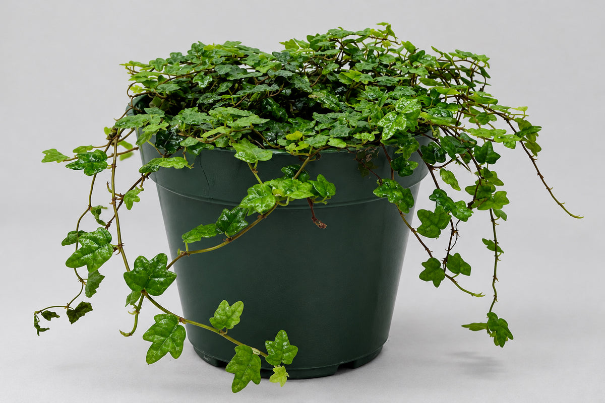 A potted trailing ivy ficus ‘string of frogs’ plant with glossy green leaves and thin vines draping over the sides of a dark gray plastic pot, set against a plain light gray background.