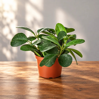 Potted Hoya ‘obovata’ plant with green wax leaves in a brown pot on a brown surface with a grey background.