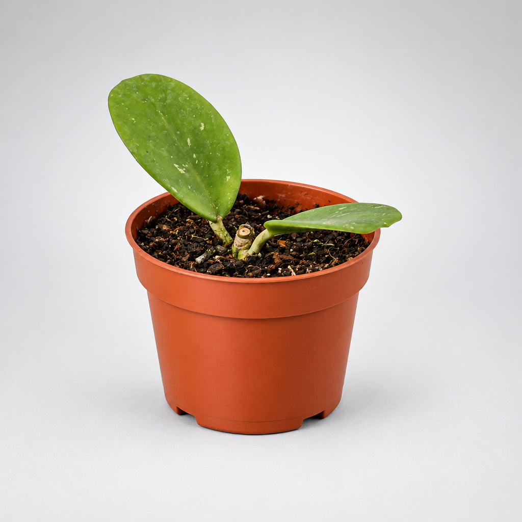 Small potted Hoya ‘Obovata’ plant with green leaves in a brown pot on a grey surface with a grey background.