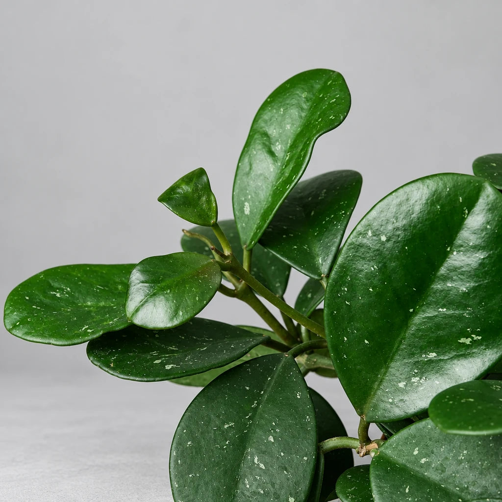 Close-up of a Hoya ‘Obovata’ with green waxy leaves on a grey background.