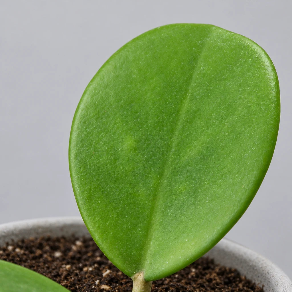Close-up of a Hoya ‘Obovata’ green leaf with a grey background.