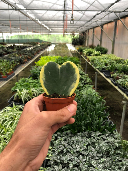 Heart-shaped Hoya ‘sweetheart’ variegated succulent with green and yellow heart shape leaf held in a hand with a greenhouse background.