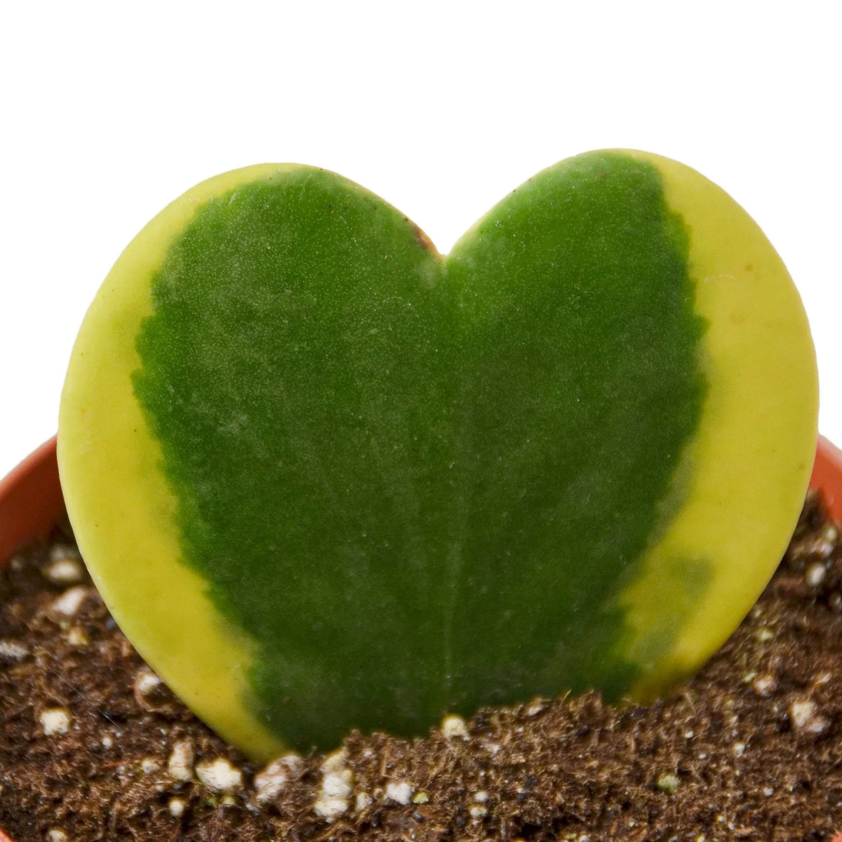 Heart-shaped green and yellow Hoya ‘sweetheart’ variegated succulent plant with yellow edges on a white background in a pot with potting soil.  