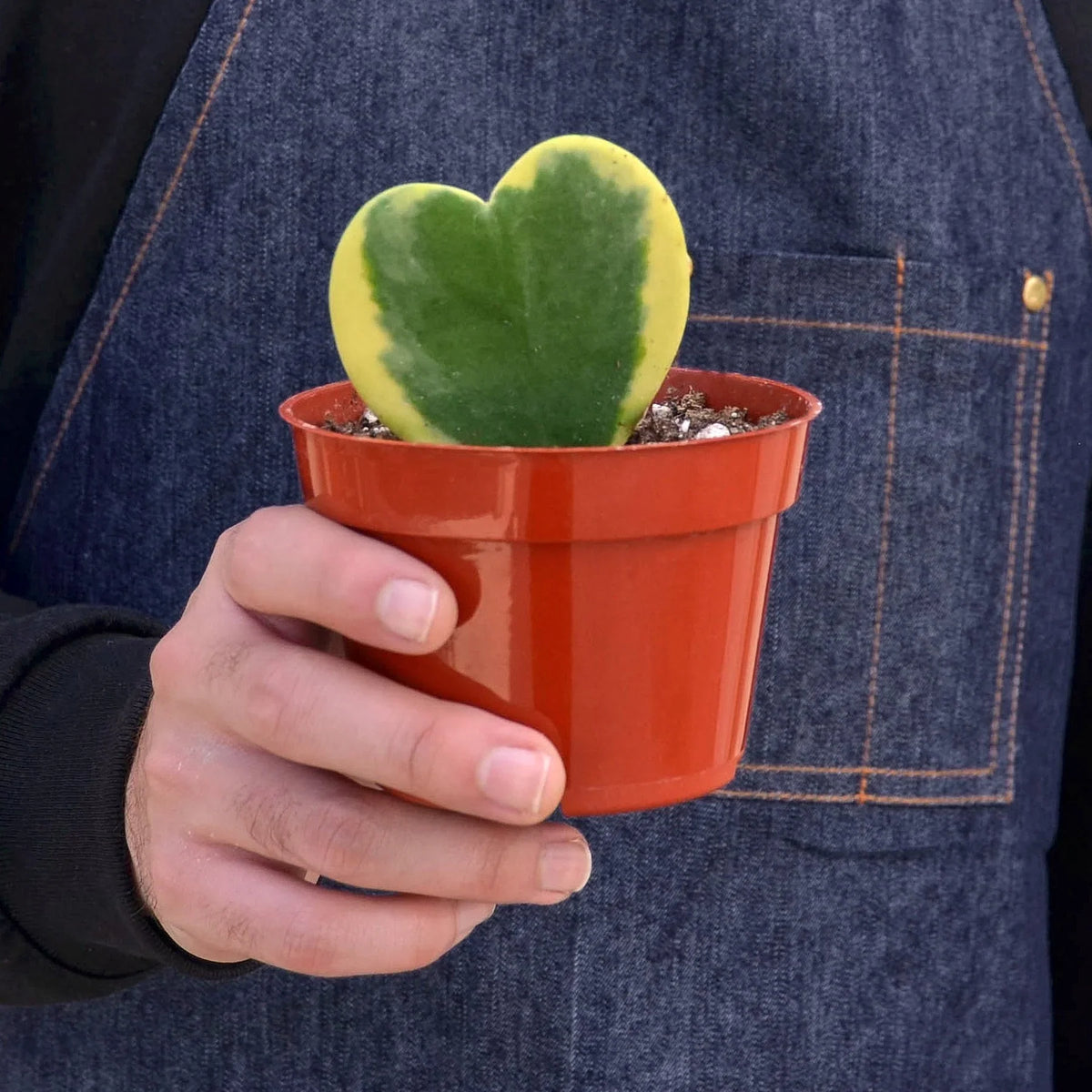 Heart-shaped Hoya ‘sweetheart’ variegated succulent in a red pot held by a person wearing a denim jacket.