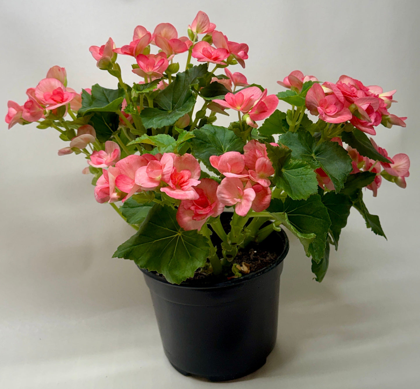 Begonia Reiger