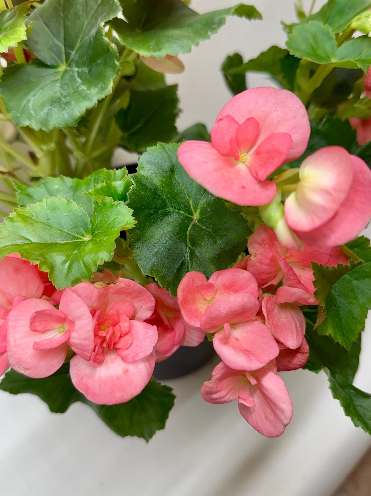 Begonia Reiger