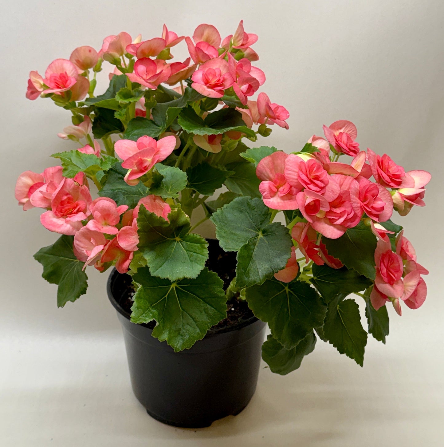 Begonia Reiger