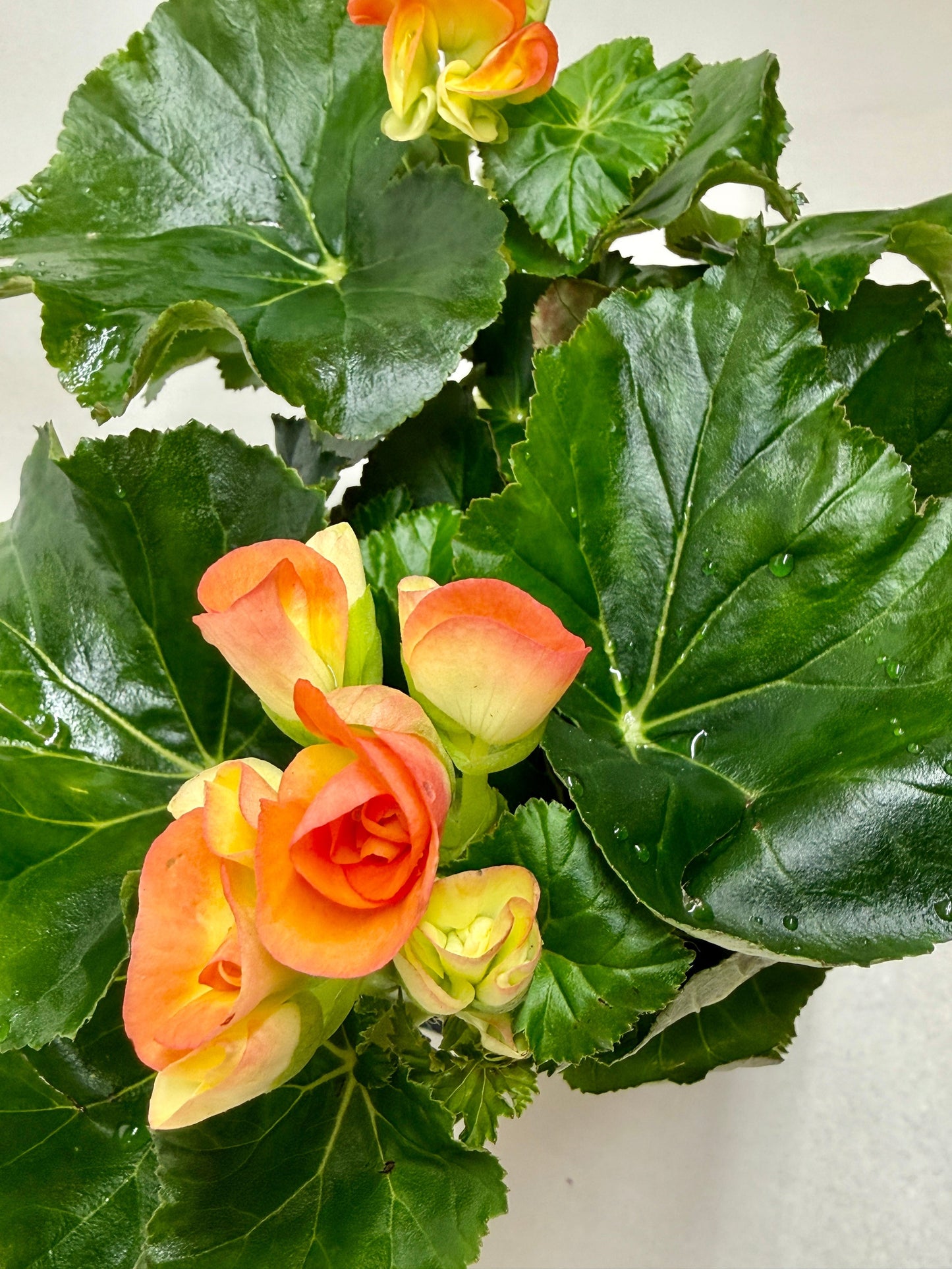 Begonia Reiger