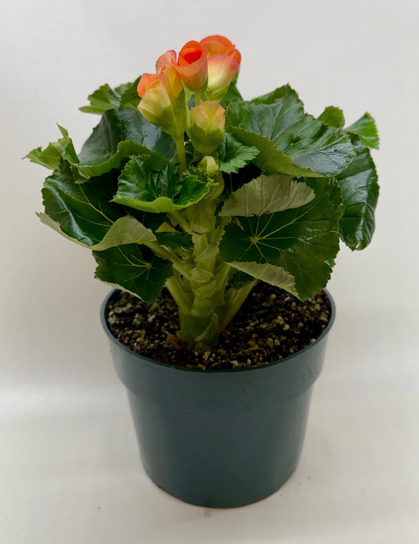 Begonia Reiger