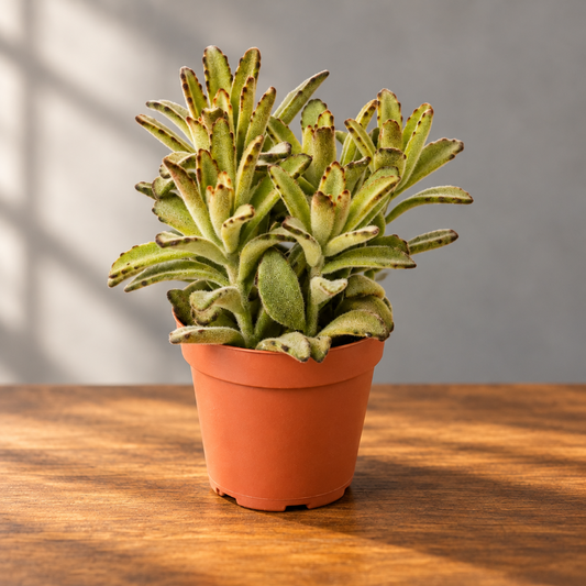 Kalanchoe Tomentosa 'Chocolate Soldier' succulent in a brown pot with velvety leaves on a brown surface with a grey background.