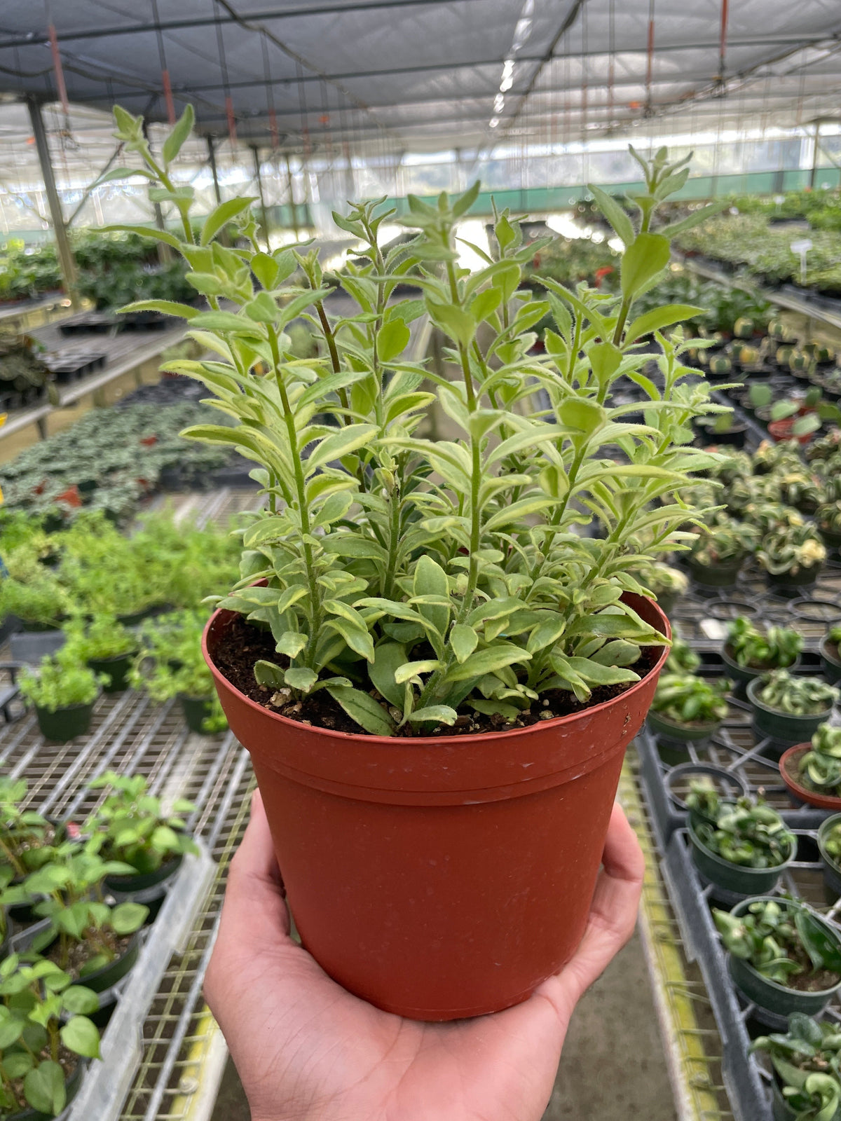 Potted lipstick ‘bolero’ plant with green leaves in a brown pot being held in a greenhouse setting with other plants in the background.