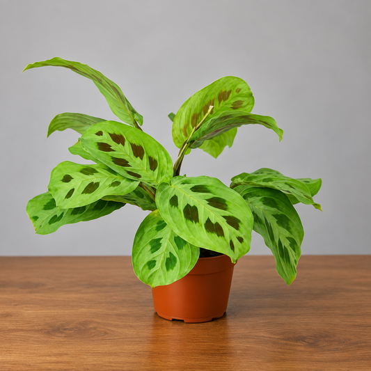 Maranta Leuconeura Plant with green spores leafs in a brown pot sitting on a brown table with grey background 