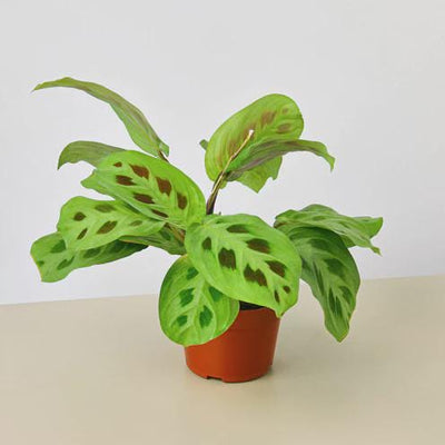 Maranta Leuconeura With spotted green leaves in a brown pot sitting on a light surface with white background 