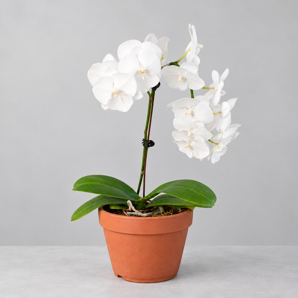 Potted Orchid ‘White Phalaenopsis’ plant with green leaves and white flowers in a brown terracotta pot on a grey surface and grey background.