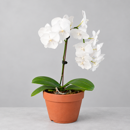 Potted Orchid ‘White Phalaenopsis’ plant with green leaves and white flowers in a brown terracotta pot on a grey surface and grey background.