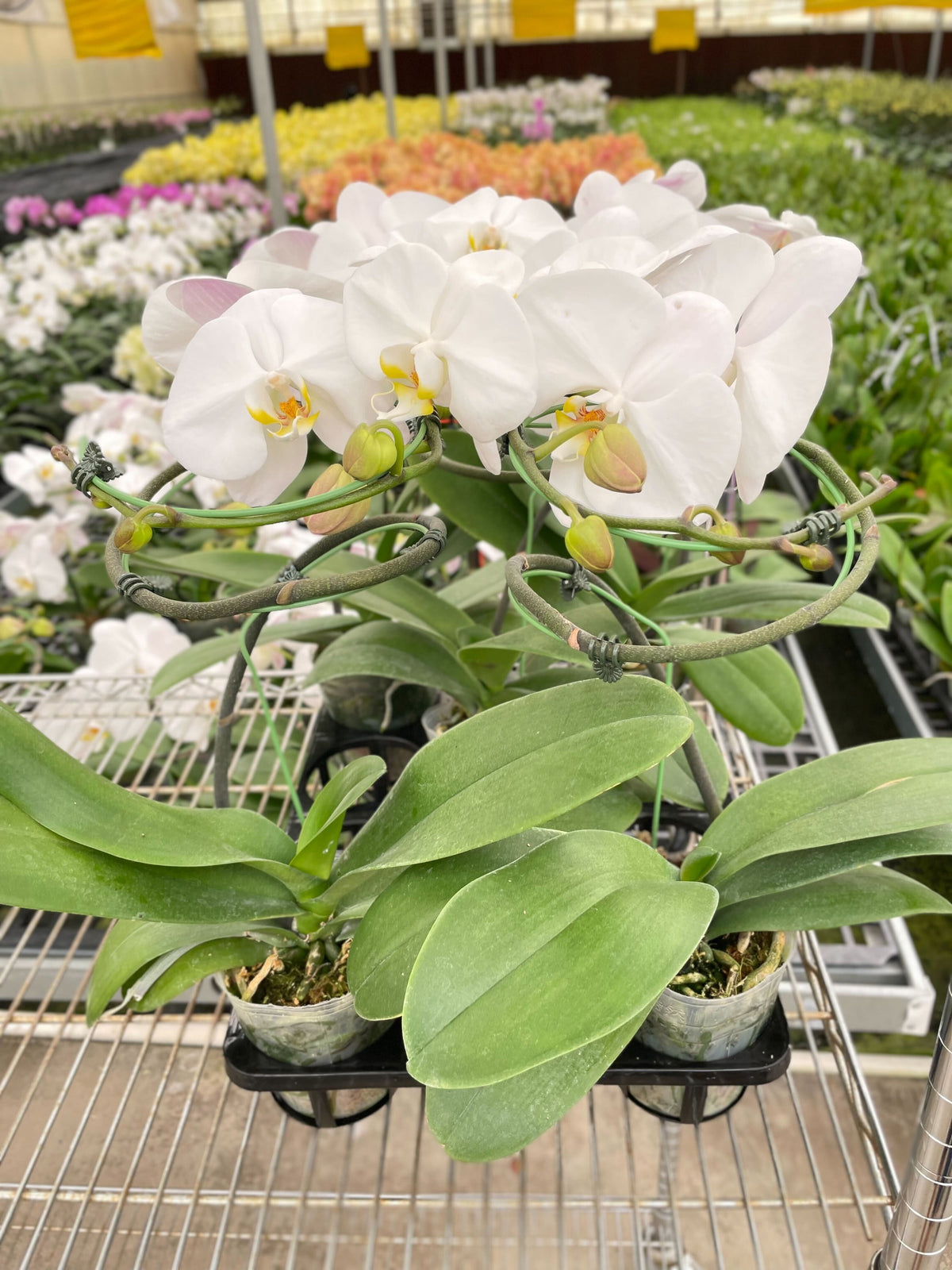 Potted Orchid ‘White Phalaenopsis’ with green leaves and white flowers in a greenhouse setting with other plants in the background.