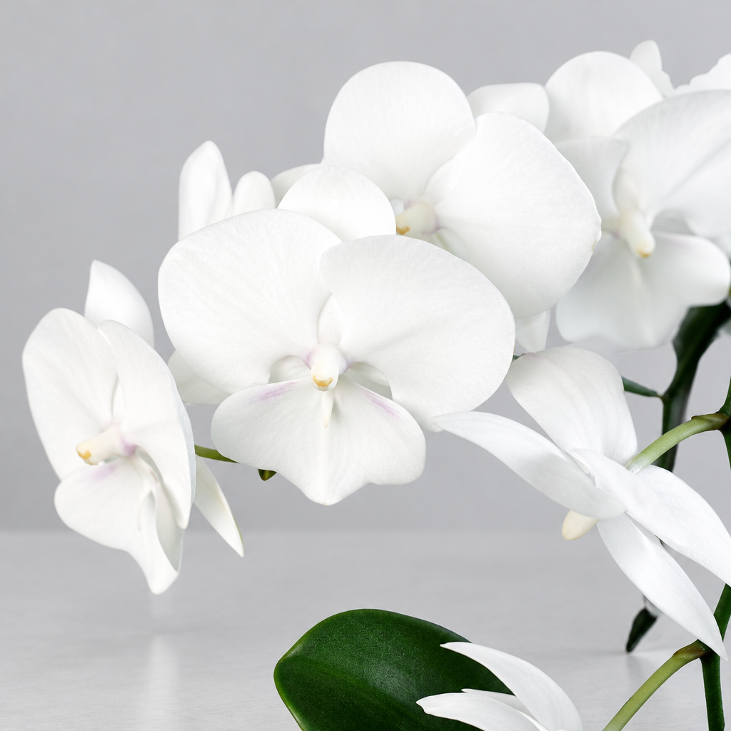 Close-up of an Orchid ‘White Phalaenopsis’ with white flowers on a grey background.
