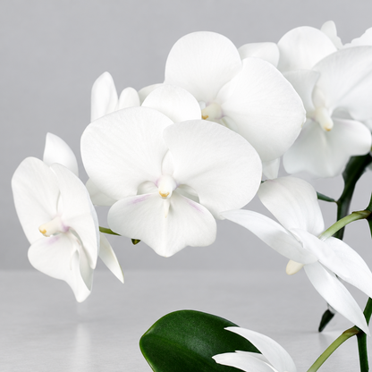 Close-up of an Orchid ‘White Phalaenopsis’ with white flowers on a grey background.