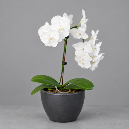 Potted Orchid ‘White Phalaenopsis’’ with green leaves and white flowers in a black eco pot on a grey surface with a grey background.