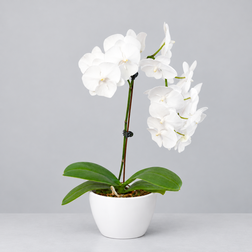 Potted Orchid ‘White Phalaenopsis’ with green leaves and white flowers in a white eco pot on a grey surface and grey background.