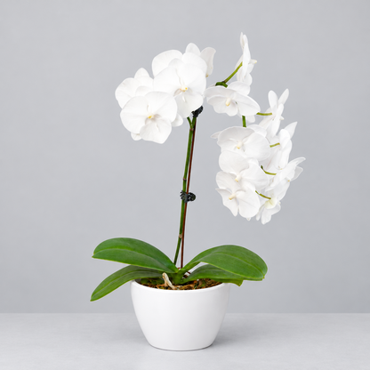 Potted Orchid ‘White Phalaenopsis’ with green leaves and white flowers in a white eco pot on a grey surface and grey background.
