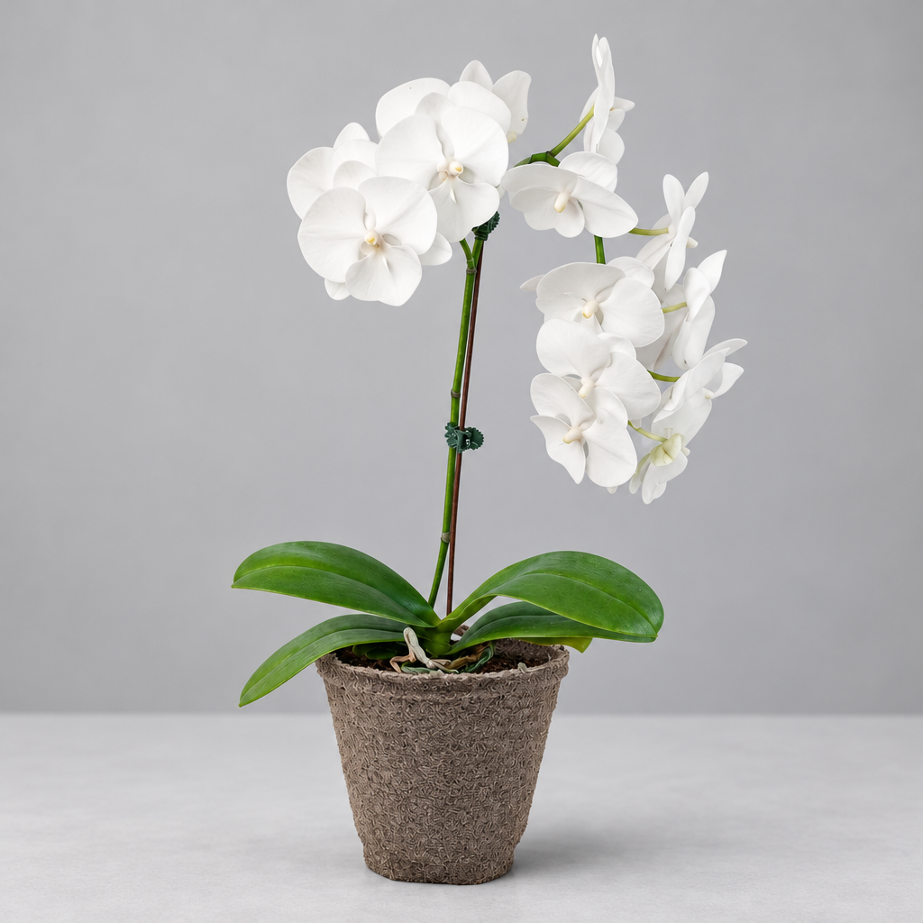 A potted Orchid ‘White Phalaenopsis’ with green leaves and white flowers  in a brown cow pot on a grey surface with a grey background.