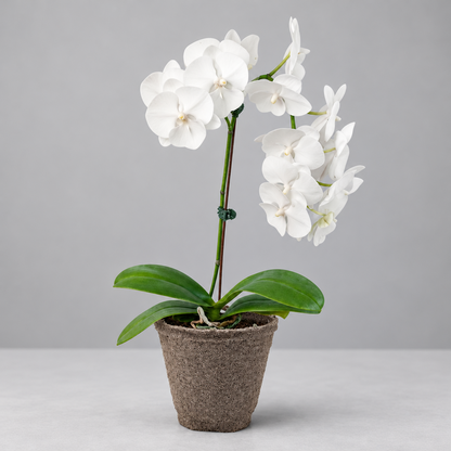 A potted Orchid ‘White Phalaenopsis’ with green leaves and white flowers  in a brown cow pot on a grey surface with a grey background.