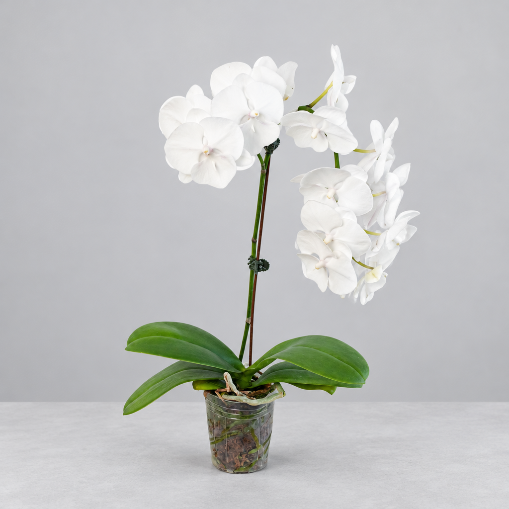 Potted Orchid ‘White Phalaenopsis’  with green leaves and white flowers in a pot on a grey background.