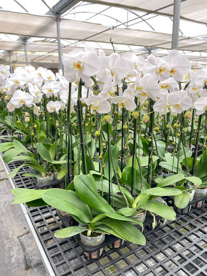 Several potted Orchid ‘White Phalaenopsis’ with green leaves and white flowers in small pots in planter trays sitting on a table in a green house setting. 
