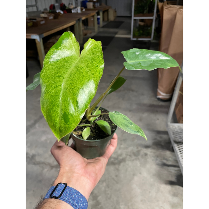 Hand holding a potted plant with a blurred indoor background