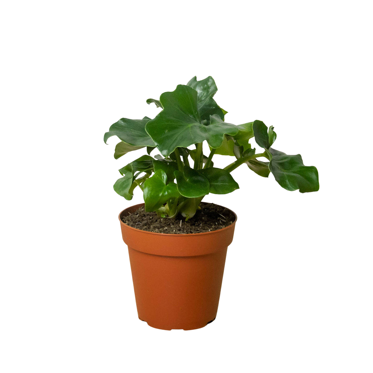 Potted philodendron ‘atom’ plant with green leaves in a brown 4” pot on a white surface with a white background.