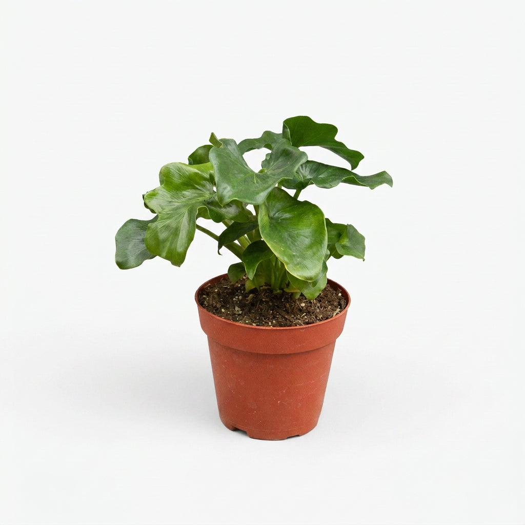 Potted philodendron ‘atom’ with small green lobbed leaves in a brown 6” pot on a white surface with a white background.
