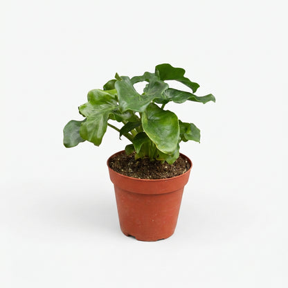 Potted philodendron ‘atom’ with small green lobbed leaves in a brown 6” pot on a white surface with a white background.