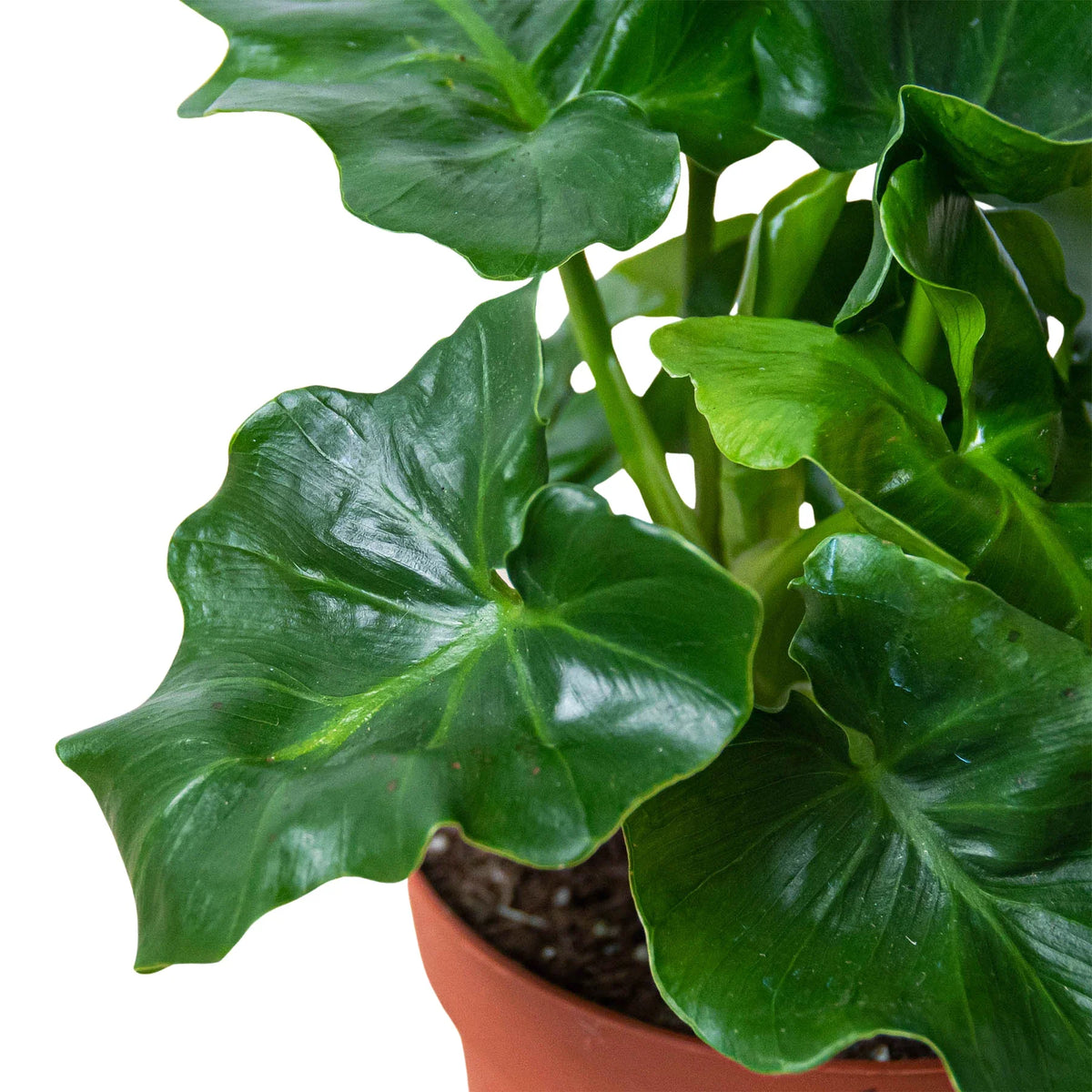 Potted close-up of a philodendron ‘atom’ plant with large green leaves in a brown pot on a white background.