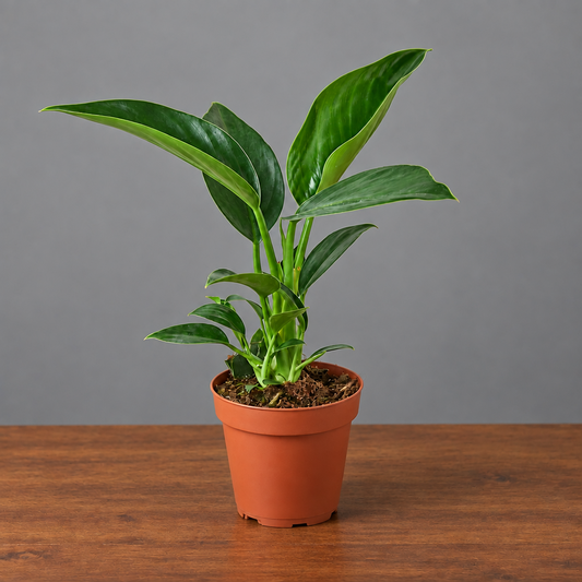 Philodendron green Congo with green leaves in a brown pot sitting on a brown table 