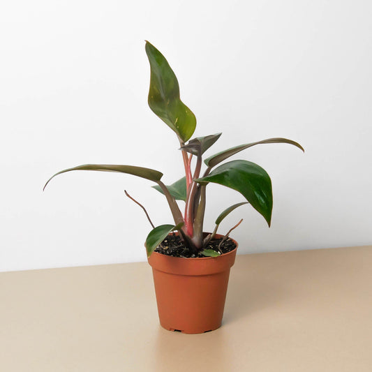 Potted philodendron ‘pink birkin’ plant with green and pink leaves  on a beige surface with a white background