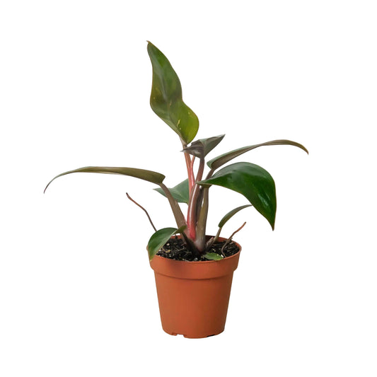 Potted philodendron ‘pink birkin’ plant with green and pink leaves in a brown plastic pot.