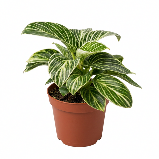 Potted philodendron ‘white measure’ plant with green leaves with white stripes in a brown 4” pot on a solid white background. 