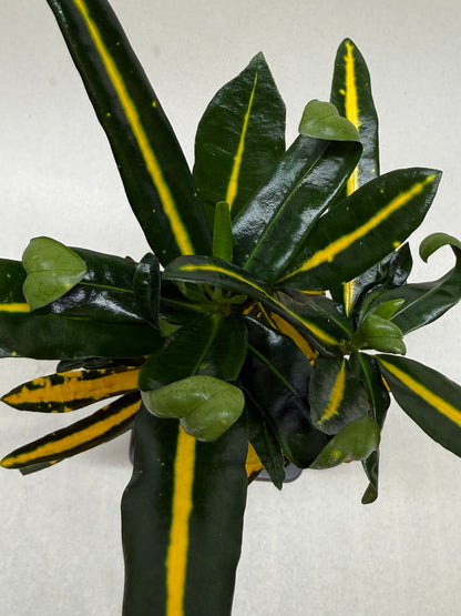 A variegated croton ‘sunny star’ plant with glossy dark green leaves featuring prominent yellow stripes, photographed against a plain white background.