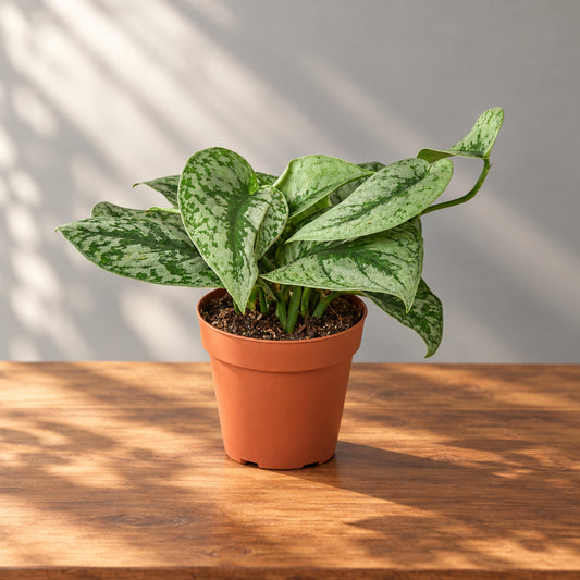 A potted Scindapsus pictus ‘Exotica’ houseplant with large green and silver variegated leaves in a terracotta-colored plastic pot on a brown surface with a grey background.