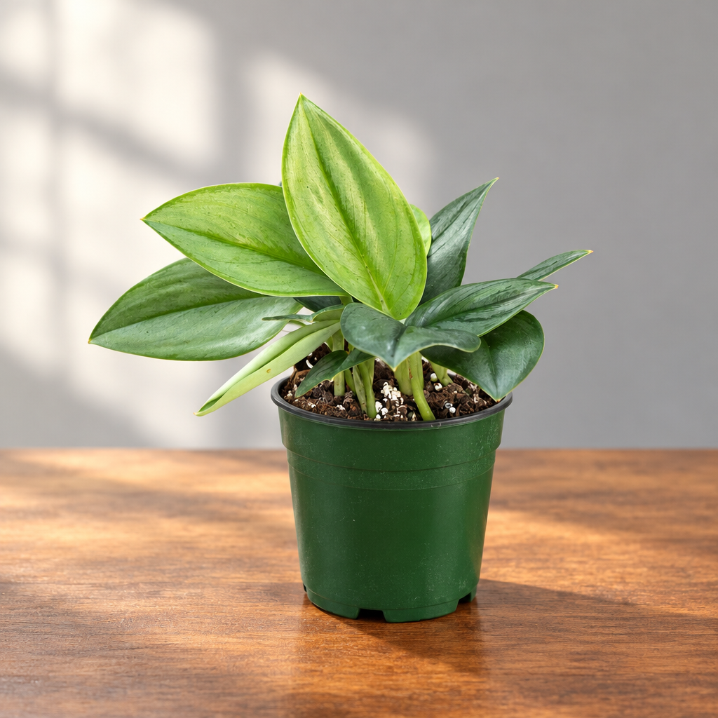 A potted Scindapsus 'Moonlight' with green leaves in a green pot on a brown wood surface with grey background.