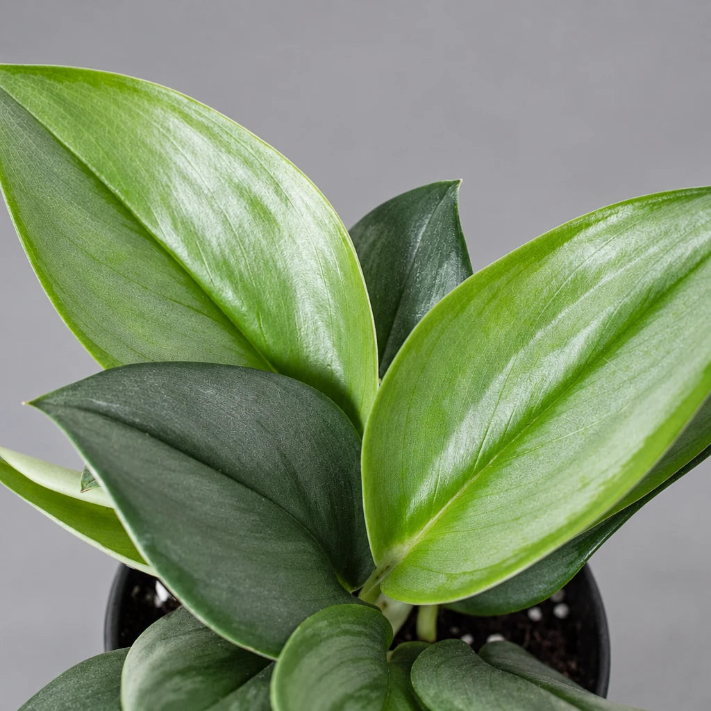  A close-up Scindapsus 'Moonlight' green leaves in a pot with soil against a solid grey surface and grey background.