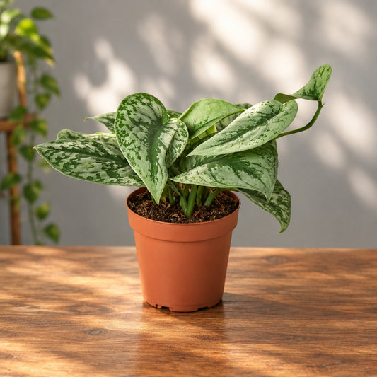 Scindapsus pictus ‘Exotica’  in a brown pot, featuring heart-shaped leaves with silver spots on a brown surface with grey background. 