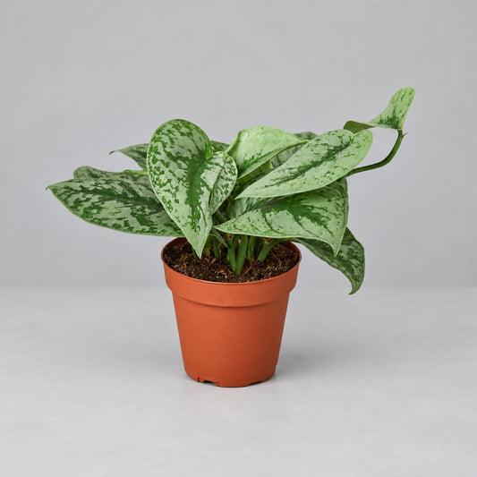 Potted  Scindapsus pictus ‘Exotica’ In a brown pot with green leaves with grey spotted on a solid grey surface.