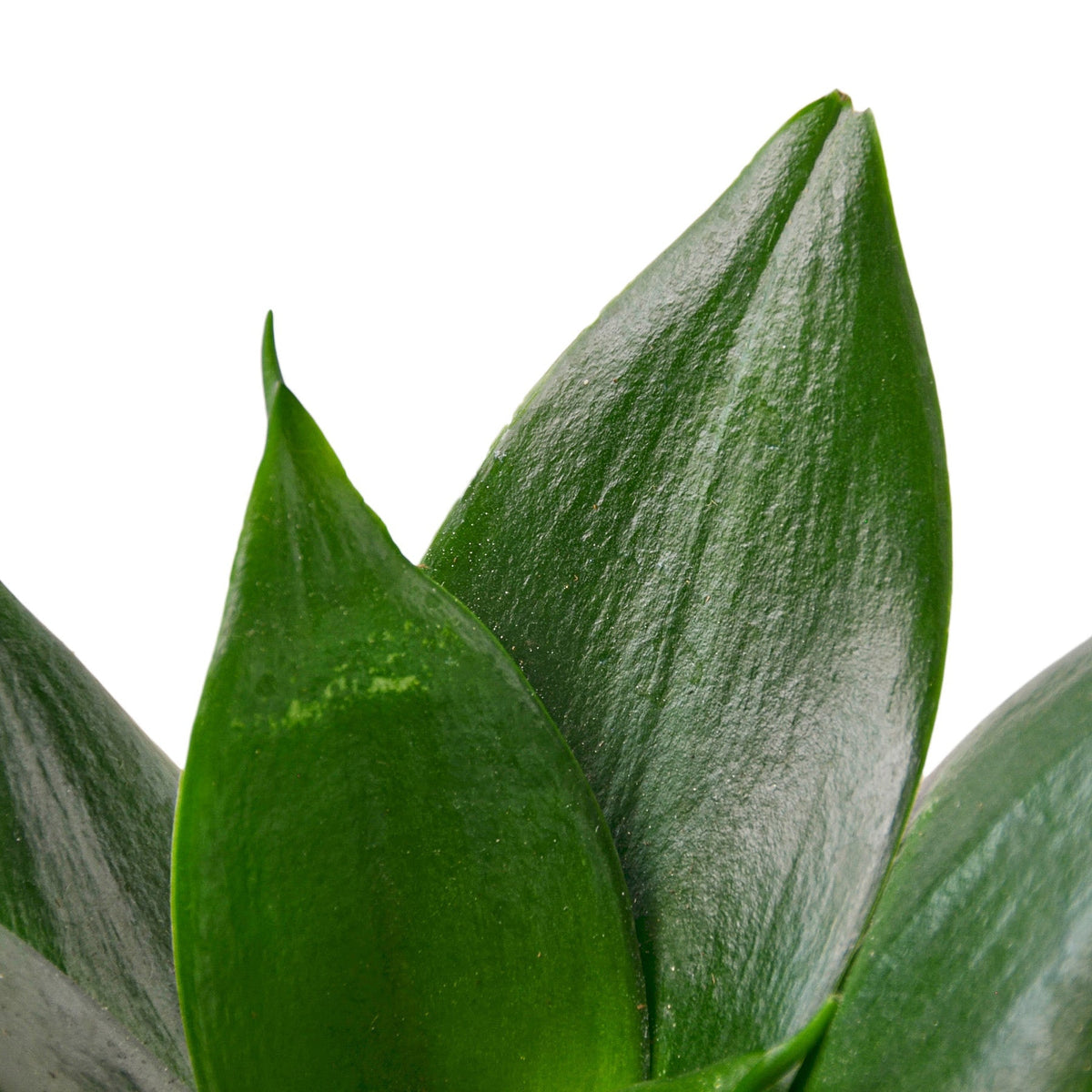 Close-up of snake ‘jade’ plant with green leaves on a white background