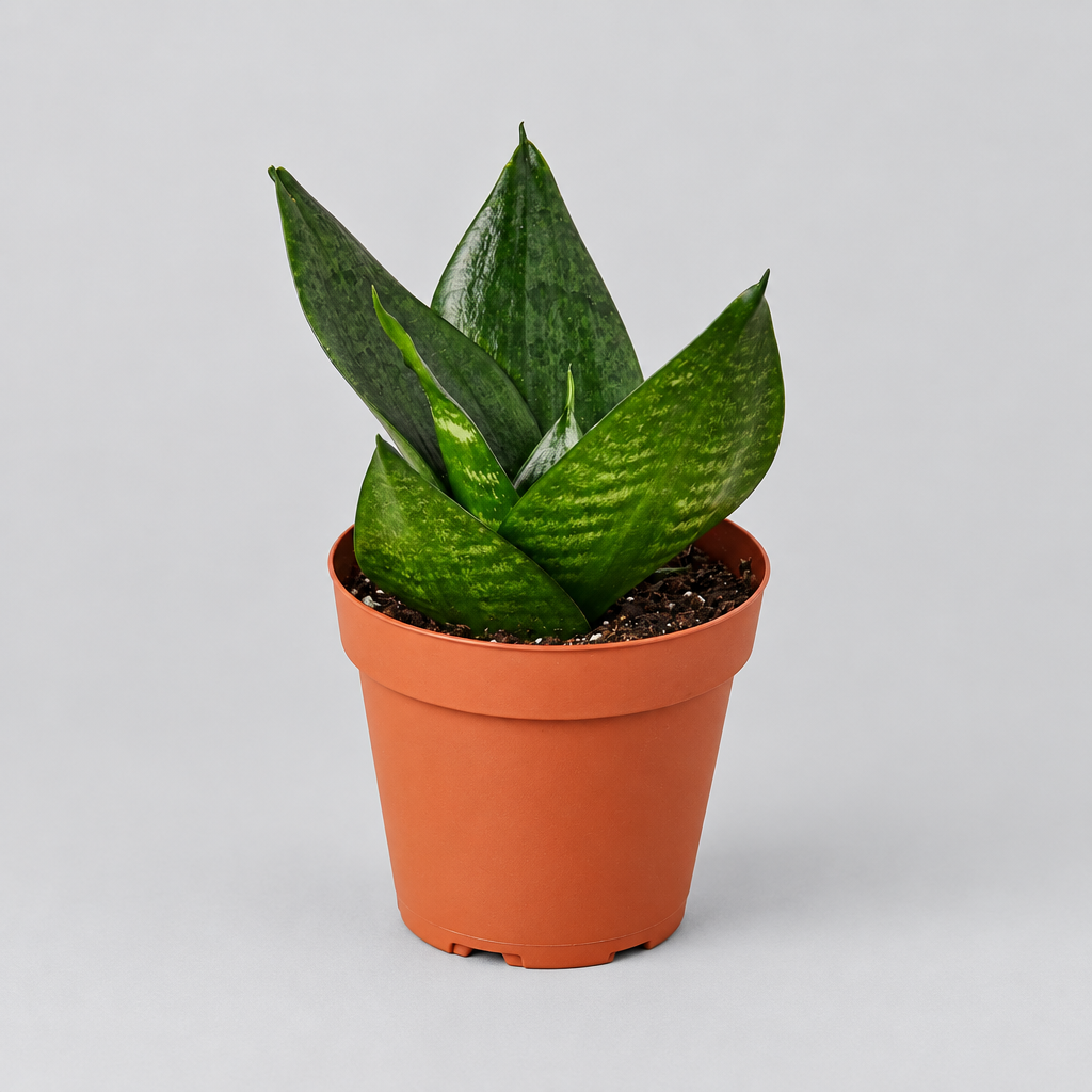 A small snake ‘jade’ plant in a brown colored plastic pot, photographed against a solid grey background.