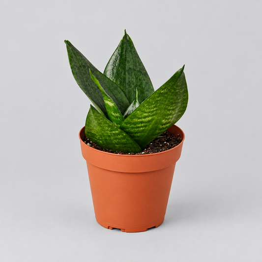 A small snake ‘jade’ plant in a brown colored plastic pot, photographed against a solid grey background.