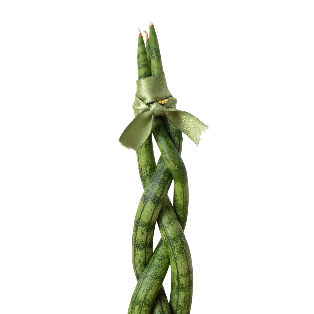 Braided green snake plant with a ribbon on a white background