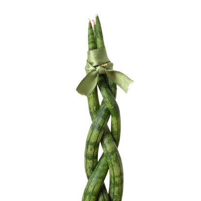 Braided green snake plant with a ribbon on a white background